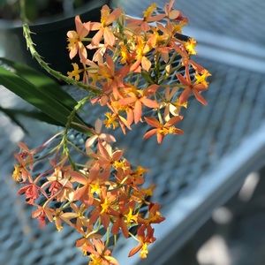 Meet your Posher, Yael